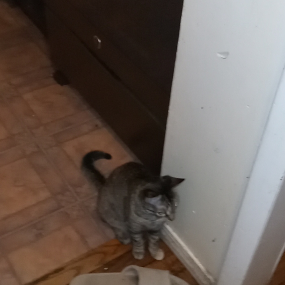 Cat fur purse toaster bread lamp squirrel.